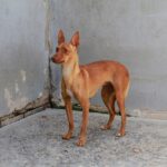 Podenco Rebecca, 05/2022, ca. 40 cm