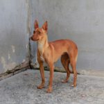 Podenco Rebecca, 05/2022, ca. 40 cm