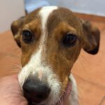 Bodeguero Mischling Ringo, 11/2023, Endgröße ca. 40 cm