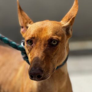 Podenco Ruby, 02/2023, ca. 46 cm