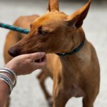 Podenco Ruby, 02/2023, ca. 46 cm