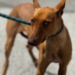 Podenco Ruby, 02/2023, ca. 46 cm