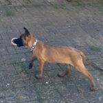 Malinois Mischling Siggy, 03/2024, Endgröße ca. 55- 65 cm, 63695 Glauburg