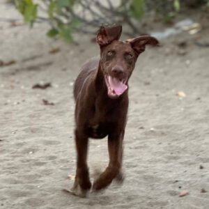 Dobermann Mischling Simba, 04/2024, Endgröße ca. 65- 70 cm