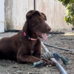 Dobermann Mischling Simba, 04/2024, Endgröße ca. 65- 70 cm