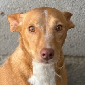 Podenco Simba, 11/2019, ca. 46 cm