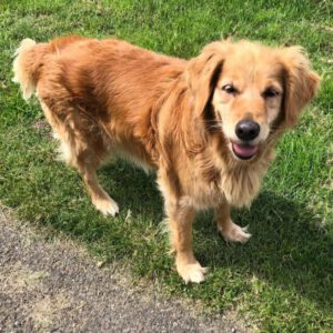 Golden Retriever Tara, 01/2012, ca. 55 cm, 52134 Herzogenrath