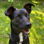 Mischling Teddy, 07/2023, ca. 55 cm, 46399 Bocholt