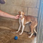 Podenco Mischling Uma, 11/2023, ca. 40 cm