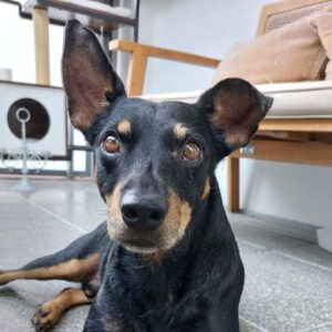 Bodeguero Pinscher Mischling Urko, 06/2019, ca. 40 cm,44147 Dortmund