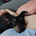 Bodeguero Pinscher Mischling Urko, 06/2019, ca. 40 cm,44147 Dortmund