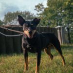 Bodeguero Pinscher Mischling Urko, 06/2019, ca. 40 cm,44147 Dortmund