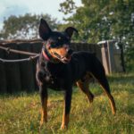 Bodeguero Pinscher Mischling Urko, 06/2019, ca. 40 cm,44147 Dortmund