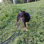 Bodeguero Pinscher Mischling Urko, 06/2019, ca. 40 cm,44147 Dortmund