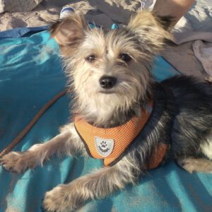 Yorkshire Terrier Wendy, 04/2023, ca. 35 cm, 53229 Bonn