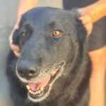 Deutscher Schäferhund Yuma, 01/2018, ca. 60 cm