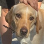 Labrador Mischling Zola, 08/2022, ca. 55 cm