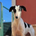 Galgo/Greyhound Ari, 04/2023, ca. 63 cm