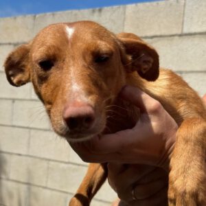 Podenco Aurora, 11/2020, ca. 40 cm