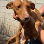 Podenco Aurora, 11/2020, ca. 40 cm