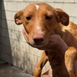 Podenco Aurora, 11/2020, ca. 40 cm