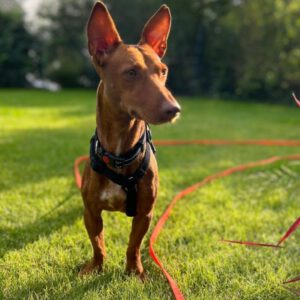 Podenco Maneto Carmen, 01/2023, ca. 35 cm, 53343 Wachtberg