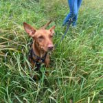 Podenco Maneto Carmen, 01/2023, ca. 35 cm, 53343 Wachtberg