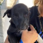 Podenco Mischling Cassie, 07/2024, Endgröße ca. 40 cm