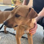 Podenco Mischling Channel, 01/2023, ca. 40 cm