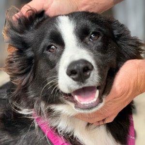 Border Collie Coco, 01/2024, Endgröße ca. 52 cm