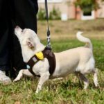 Chihuahua Copito, 02/2028, ca. 23 cm, 14612 Falkensee