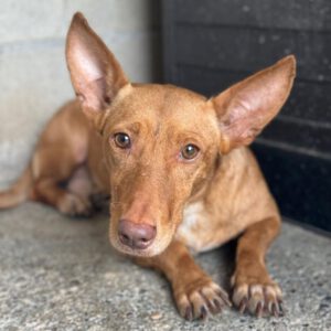 Podenco Maneto Curro, 05/2021, ca. 35 cm