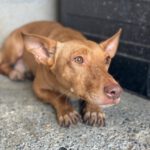 Podenco Maneto Curro, 05/2021, ca. 35 cm