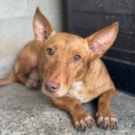 Podenco Maneto Curro, 05/2021, ca. 35 cm