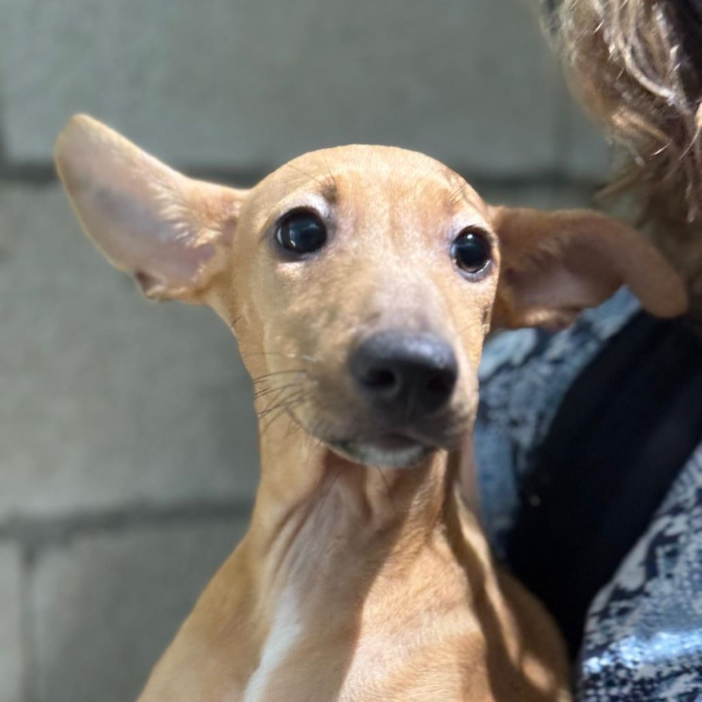 Podenco Dolly, 06/2024, Endgröße ca. 45 cm