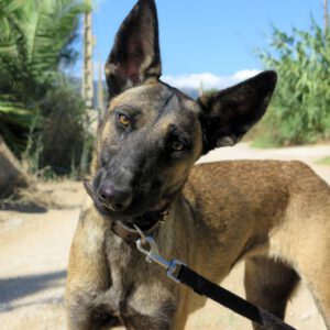 Malinois Mischling Eiva, 09/2023, ca. 60 cm