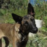 Malinois Mischling Eiva, 09/2023, ca. 60 cm