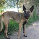 Malinois Mischling Eiva, 09/2023, ca. 60 cm