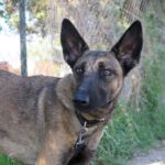 Malinois Mischling Eiva, 09/2023, ca. 60 cm