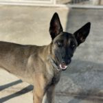 Malinois Mischling Eiva, 09/2023, ca. 60 cm