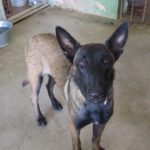 Malinois Mischling Gala, 09/2023, ca. 60 cm