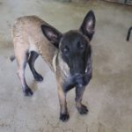 Malinois Mischling Gala, 09/2023, ca. 60 cm