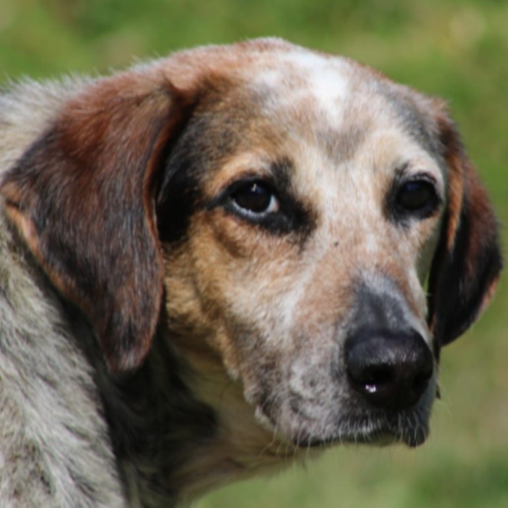 Pointer Mischling Harley, 04/2014, ca. 60 cm,23795 Fahrenkrug