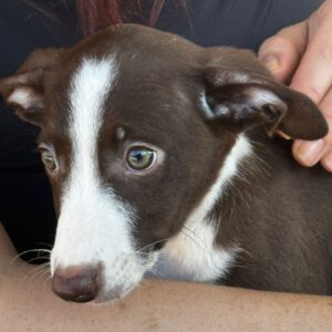 Podenco Isla, 06/2024, Endgröße ca. 40 cm