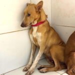 Podenco Jacinta, 09/2022, ca. 50 cm