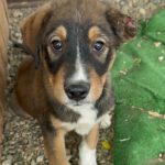 Mischling Lex, 06/2024, Endgröße ca. 60- 65 cm