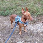 Podenco Maneto Linda, 02/2023, ca. 35 cm, 61191 Rosbach