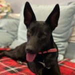 Malinois Mischling Lizzie, 07/2023, ca. 40 cm