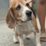 Beagle Lou, 09/2015, ca. 35 cm