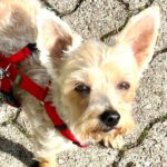 Yorkshire Terrier Mischling Lua,11/2014, ca. 30 cm, 22309 Hamburg